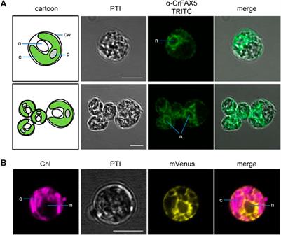 Fatty acid export (FAX) proteins contribute to oil production in the green microalga Chlamydomonas reinhardtii